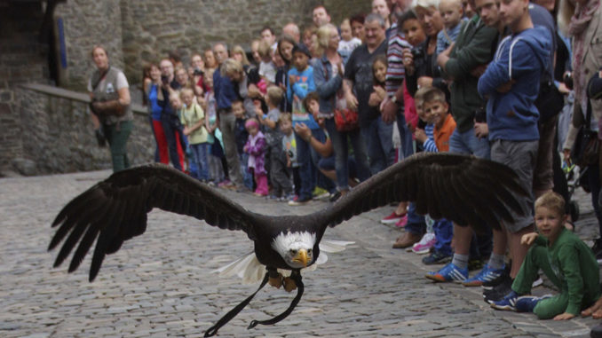 Adler, Habicht, Bussard und Co. sind am 28. Juli als besondere Gäste zwischen den Burgmauern unterwegs. // Foto: Britta Gerstendorf / Märkischer Kreis