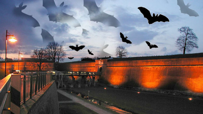 Die Fledermausnacht in der Zitadelle Jülich // Foto: Stadt Jülich / Museum